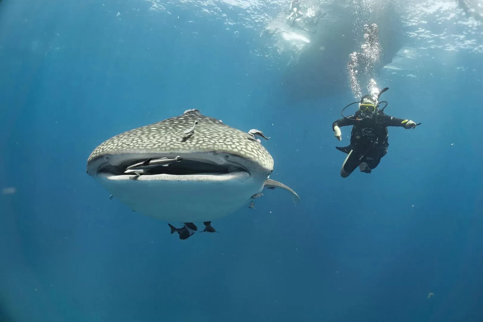 Chumphon Pinnacle — подводная скала с китовыми акулами