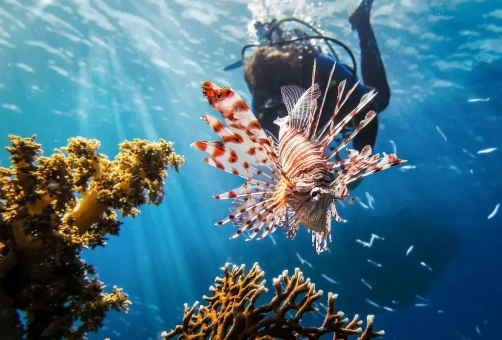 Ко Тао — остров дайверов в Сиамском заливе